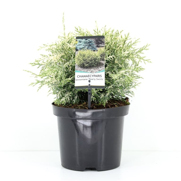 Кипарисовик лавсона Перли Свирлс